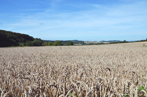 nature nikon d5100 acker field westerwald wheat weizen