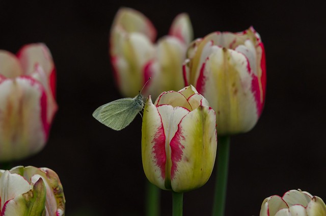 Butterfly & tulips