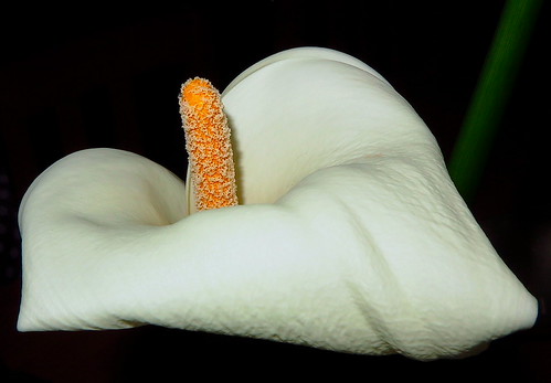 flower/flor-Lirio | by AngelAlonsoGarcia