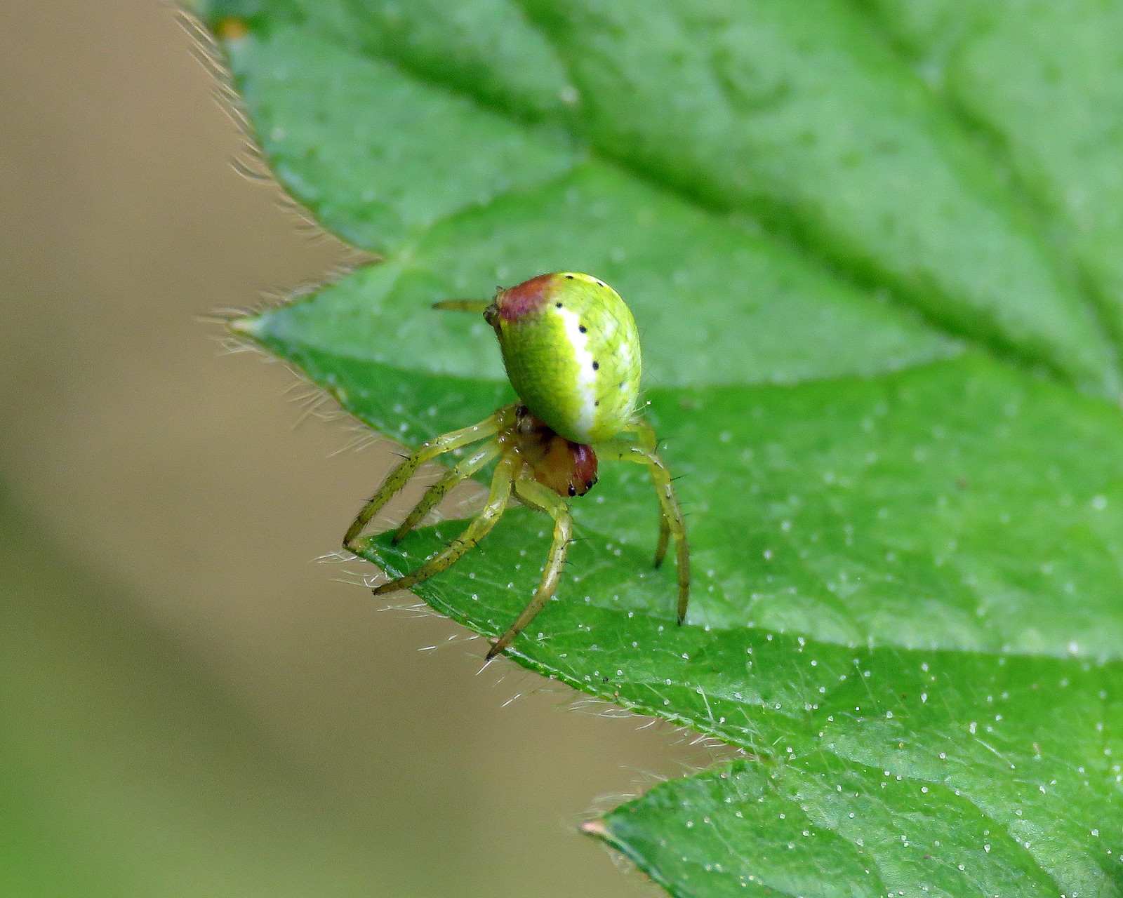 Cucumber Spider - Araniella cucurbitina sensu lato