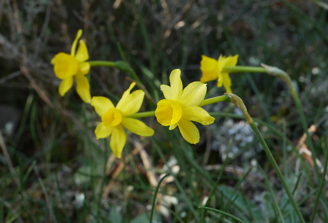Narcissus assoanus, Pebrieres