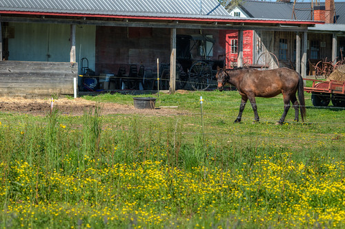 amish farm ethridge tennessee tn tenn horse barn rural country landscape tennesseeamish amishtennessee ethridgetennessee ethridgetn