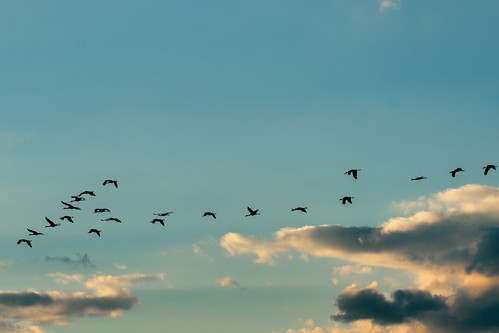 wisconsin unitedstates leeds cranes sandhill ©jrj