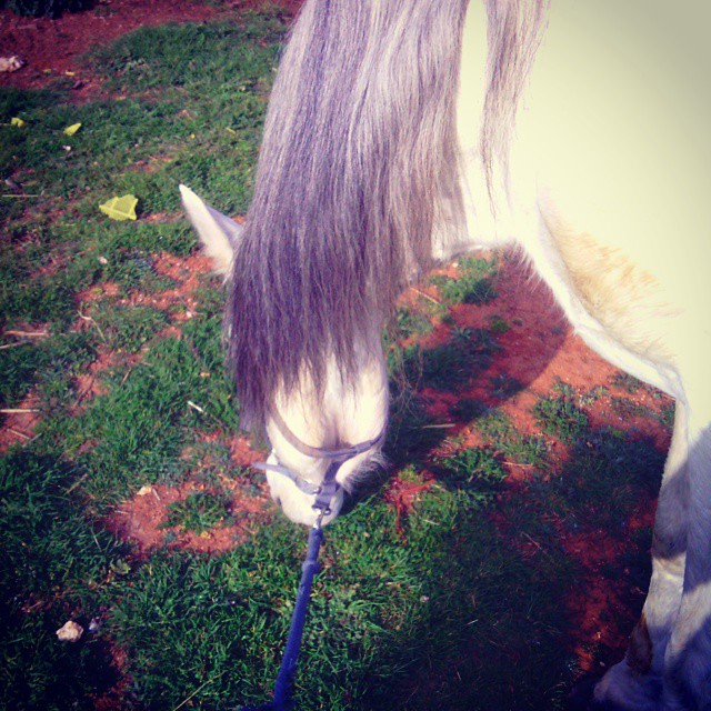 Mimando a uno de los consentidos :) #mesientoenamorada #mencantas #tucomesyotecomo #horse #Jaco #Pic