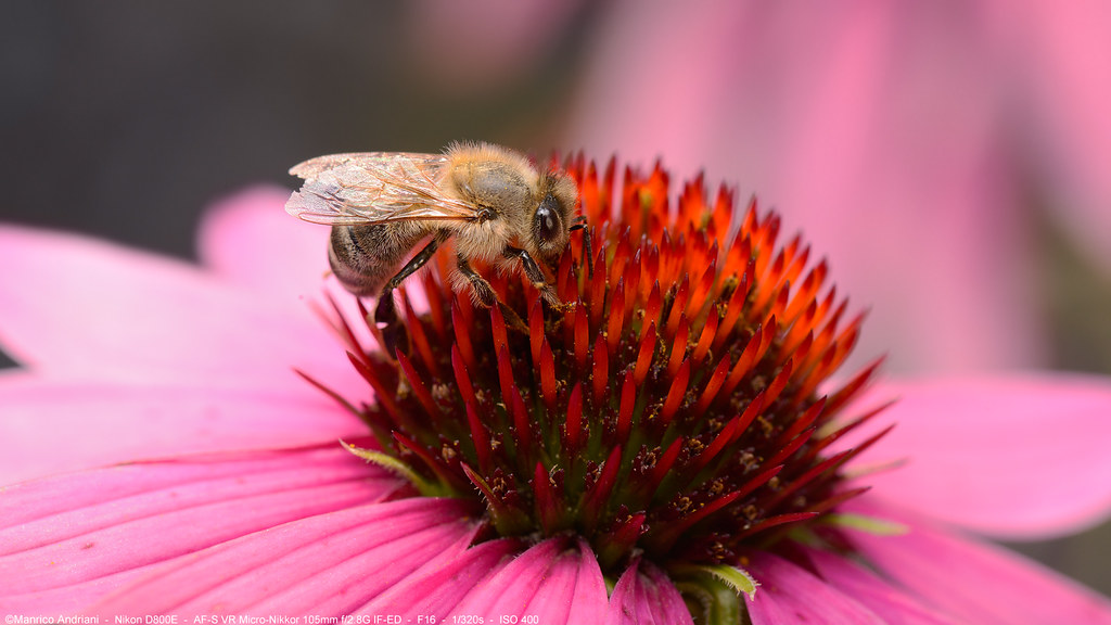 Biene Apiformes - Bee - Ape Apis Apis mellifera - | Biene(Ap… | Flickr