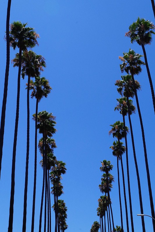 Palm Trees Of Los Angeles