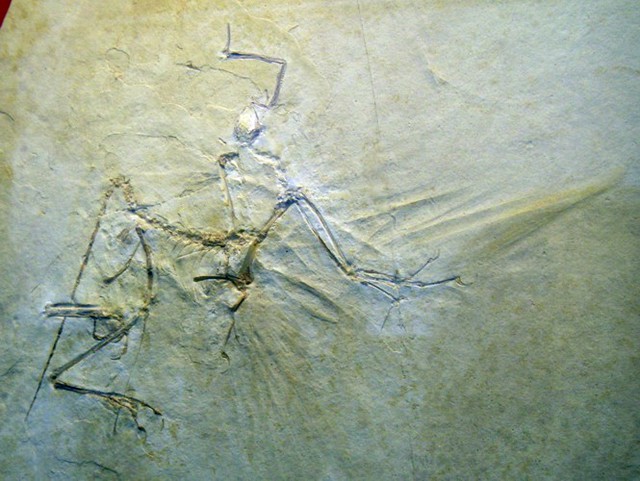 Archaeopteryx bavarica 1