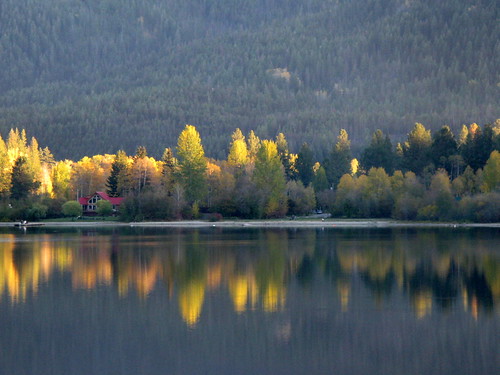 vermillion lodgedynamic reflectionsgoldgreenotter lakereflectionthe martels tree trees tulameen tulameenarea vista yellow forest water reflection gold sun color treetree