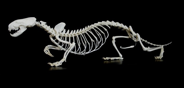 Squelette de Putois / Polecat Skeleton (Mustela putorius)
