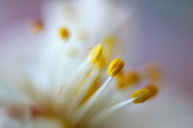 Flor de almendro / Almond blossom