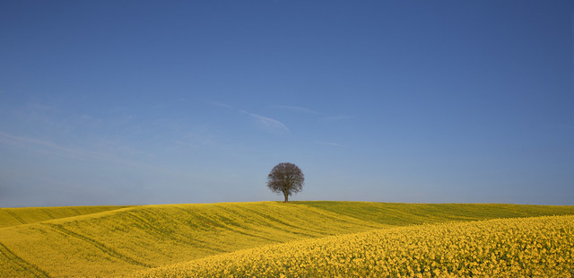 Tree in a Yellow Landscape