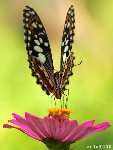 Butterfly | OLYMPUS DIGITAL CAMERA | erfin3000 | Flickr