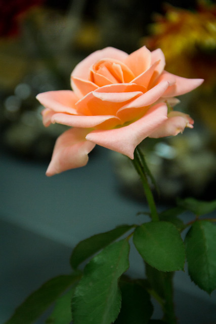 Pastel Orange Rose