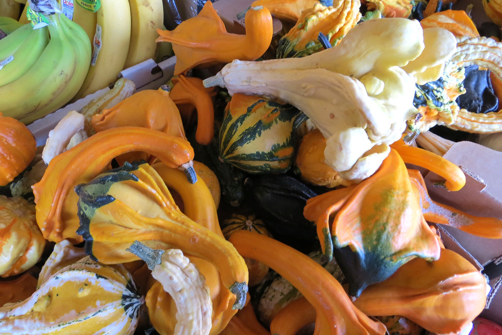 Colorful image of various decorative squashes which are green, yellow and white