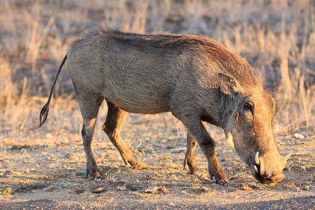 warthog in the evening light