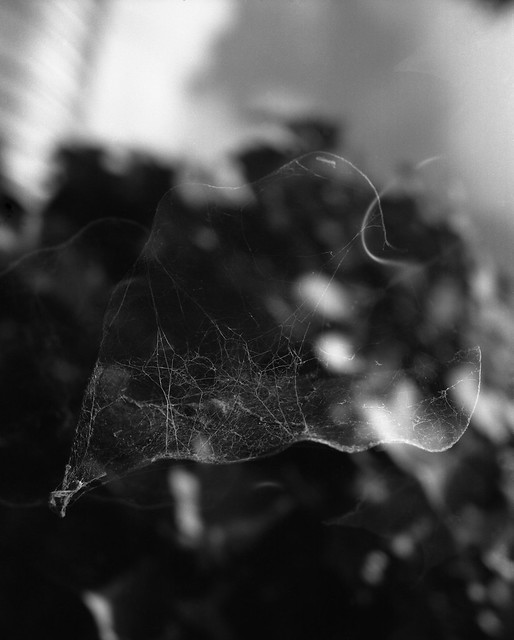 Leaf with Web