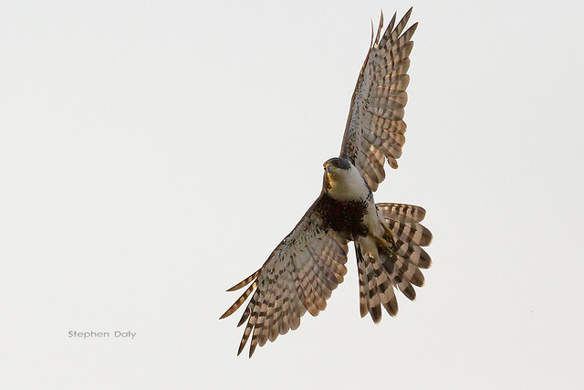 Black Sparrowhawk_(Accipiter melanoleucus)_w_0043