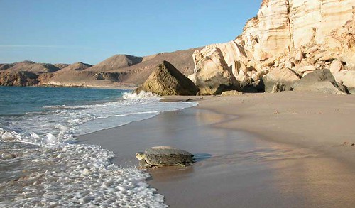 Ras al Jinz beach