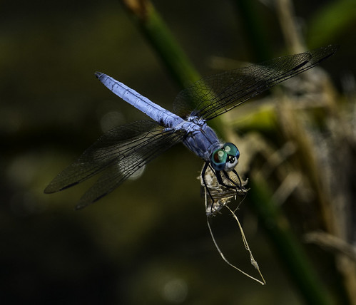 blue color detail nature wings eyes colorful dragonfly clarity naturalbeauty santeelakes ttlflash nikonsb700