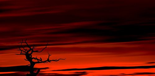 sunset red tree dead dusk dramatic drama