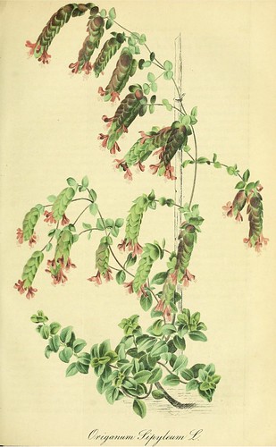 Showy Pink Oregano. Origanum sipyleum. | Gartenflora [E. von… | Flickr