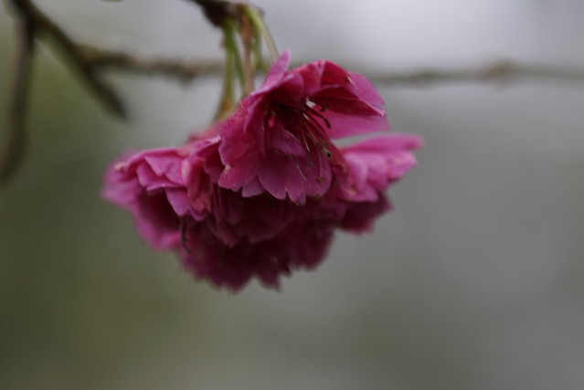 櫻花 Cherry blossom