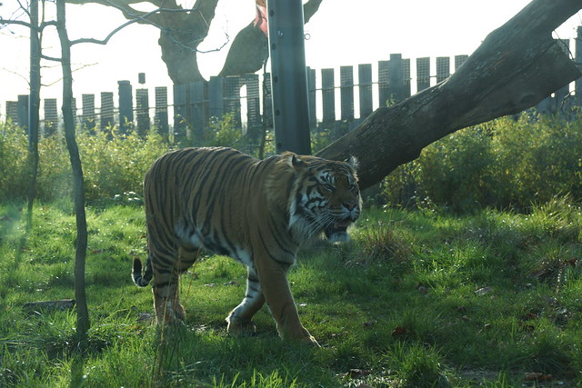 Jae Jae, Sumatran Tiger (Panthera Tigris Sumatrae), Tiger Territory, London Zoo, Regents Park, London