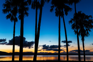 Pacific Palms Sunset