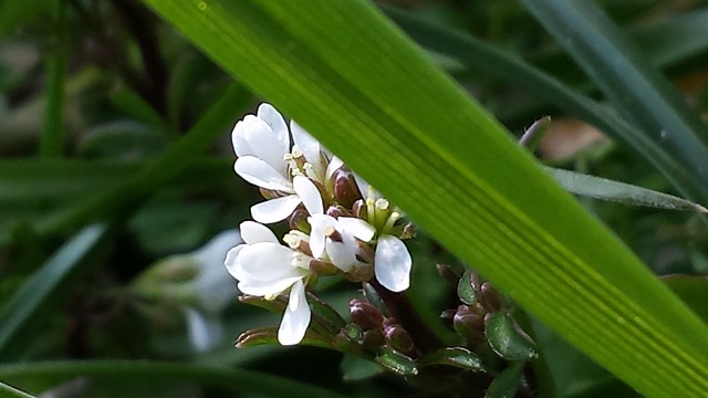 Blühende Vogelmiere / Very tiny white Flower / Stellaria media