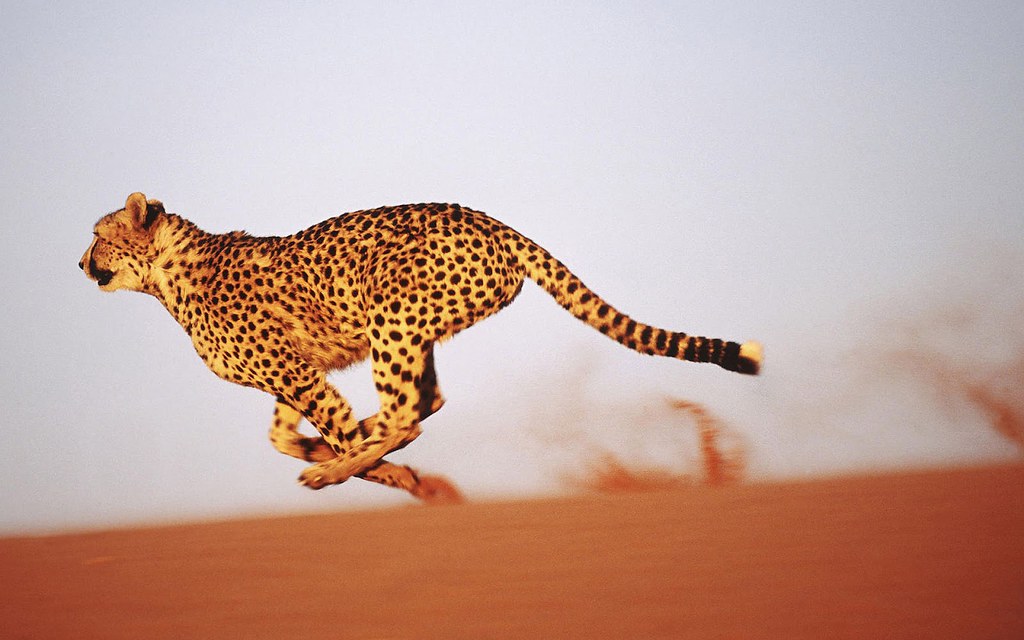 Baby Cheetah Running Wallpaper Download Free | Baby Cheetah … | Flickr