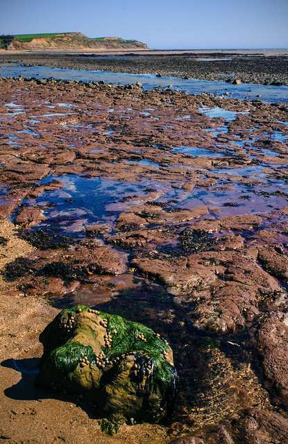 Brook Chine Isle of Wight (looking East) - Iguanadon footprint cast