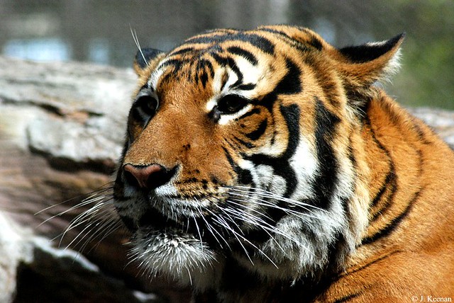 Malayan Tiger - Panthera tigris jacksoni