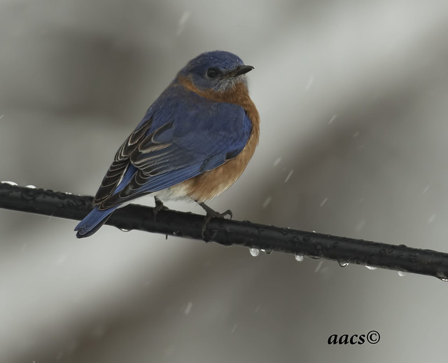 blue bird in snow looking for din din  back yard rail