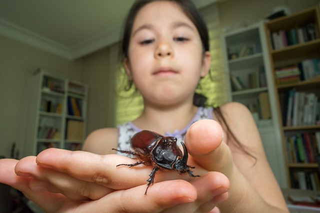 Rhinoceros beetle