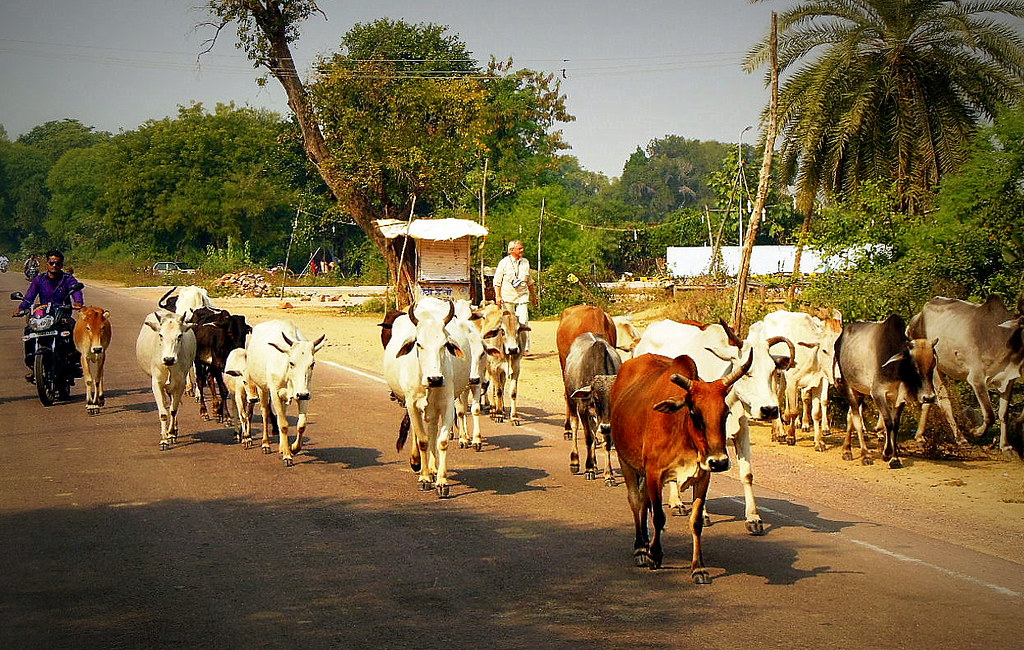 INDIEN, india- unterwegs nach Khajuraho, Kühe auf der Straße, serie,  14141/6991