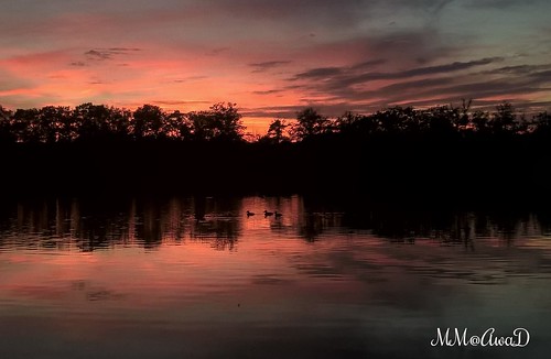 outdoor sky sunset dusk cloud skyline silhouette firesky belgium ma mado park bushypark bird reflection water forest dark