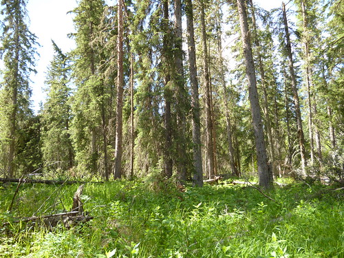Saskatoon Mountain NA