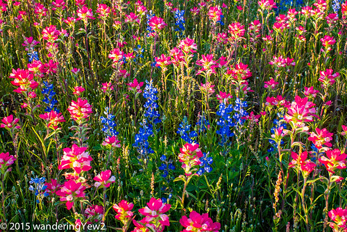 flower texas bluebonnet wildflower indianpaintbrush texaswildflowers sandylandbluebonnet fujixpro1