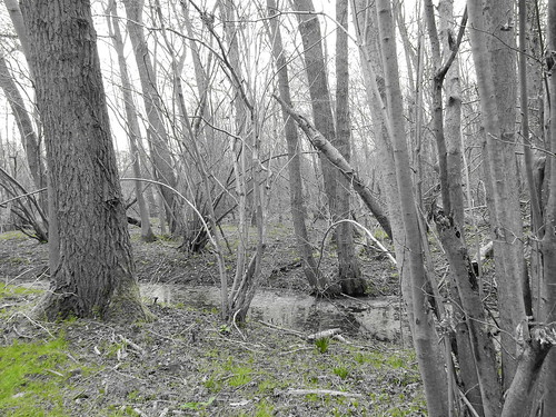 By a stream Sturry Circular (selective colour feature)
