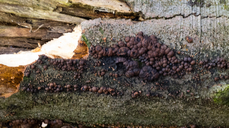 Foam-like fungus