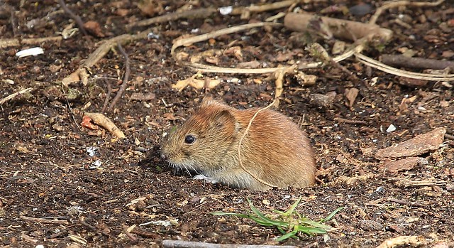 I am a Vole and I Live in a Hole!!