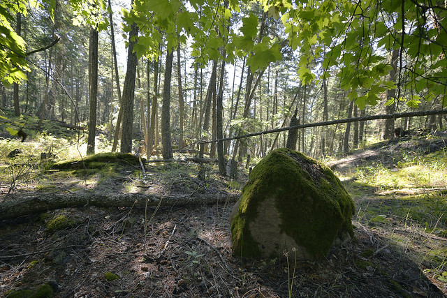 MOSS GROWS FAT ON A STONE THAT ROLLS NO MORE  -  (Selected by GETTY IMAGES)