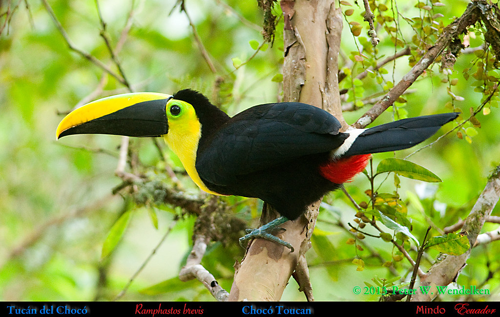Flickriver: Most interesting photos tagged with tucándelchocó