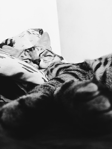 Cat | by SeyyahSY