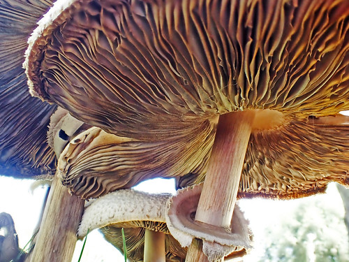 brown mushroom florida gainesville fungi