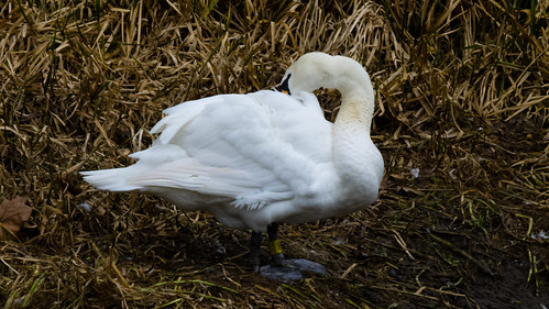 Swan on flattened reeds