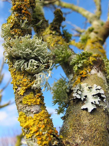 ireland irish colour nature beautiful branch cork lichen newmarket appletree inexplore canong11 ilobsterit 2015onephotoeachday