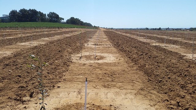 Newly planted olive orchard.