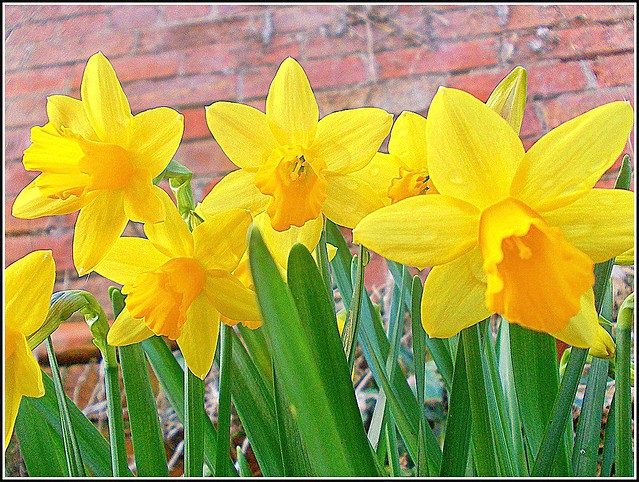 Miniature Daffodils ..