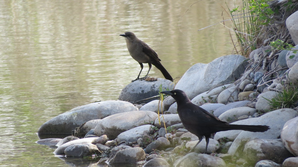 Great-tailed Grackles
